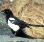 Black-billed magpie