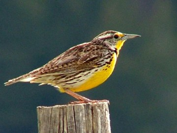 Western meadowlark