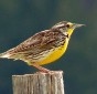 Western meadowlark