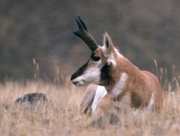 Pronghorn