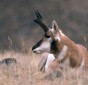 Pronghorn