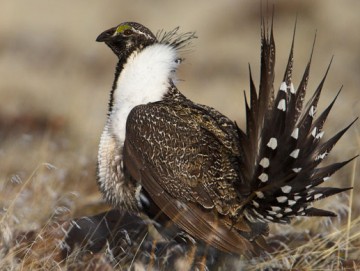 Greater sage grouse