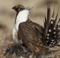 Greater sage grouse