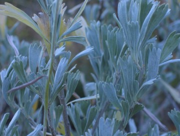 Big sagebrush