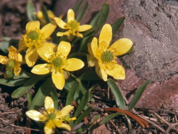 Sagebrush buttercup