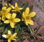 Sagebrush buttercup