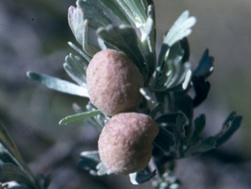 Sagebrush gall midge