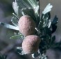 Sagebrush gall midge