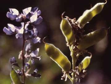 Silky lupine