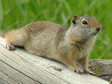 Uinta ground squirrel