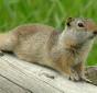 Uinta ground squirrel