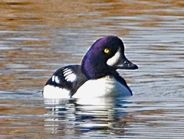 Barrow's Goldeneye