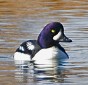 Barrow's Goldeneye