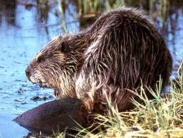 Beaver