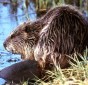 Beaver