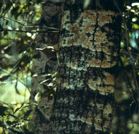 Narrowleaf Cottonwood