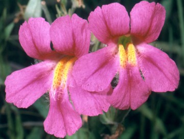 Lewis Monkey Flower