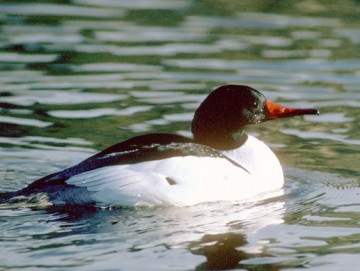 Common Merganser