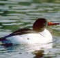 Common Merganser