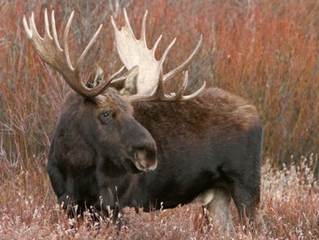 Moose