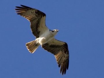 Osprey