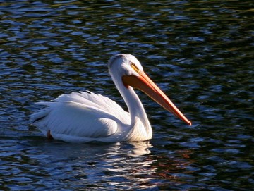 American White Pelican