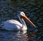 American White Pelican