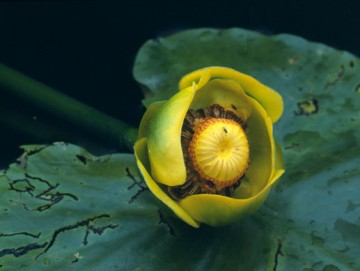 Yellow Pondlily