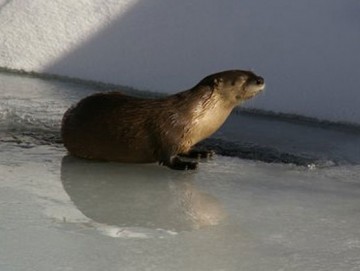 River Otter