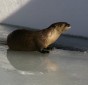 River Otter