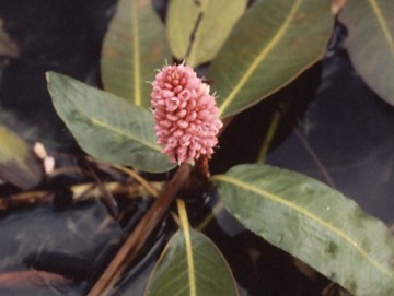 Water Smartweed