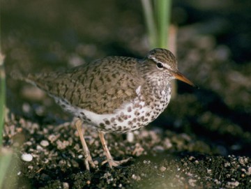 Spotted Sandpiper