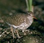 Spotted Sandpiper