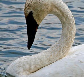 Trumpeter Swan