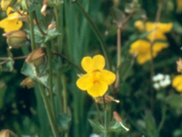 Yellow Monkey Flower