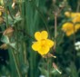 Yellow Monkey Flower