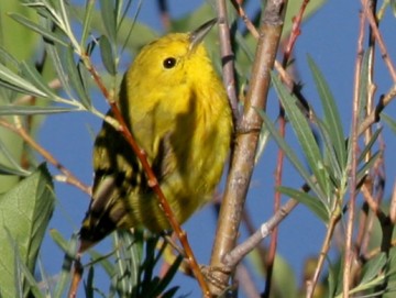 Yellow Warbler