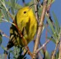 Yellow Warbler