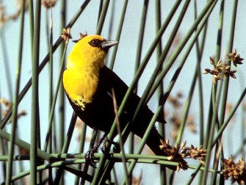 Yellow-headed Blackbird