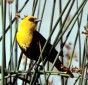 Yellow-headed Blackbird